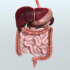 Realistic Human Digestive System